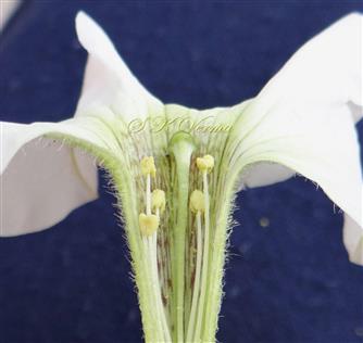  Flower V.S.-Stamens and Pistil